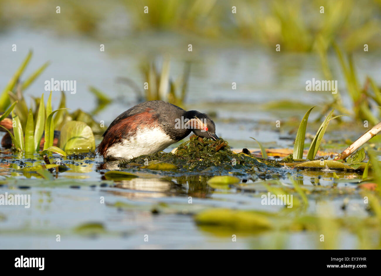 Schwarzhals-Haubentaucher (Podiceps Nigricollis) Erwachsenen am Nest, Verschieben von Vegetation zu Eiern, Donaudelta, Rumänien, Mai decken Stockfoto