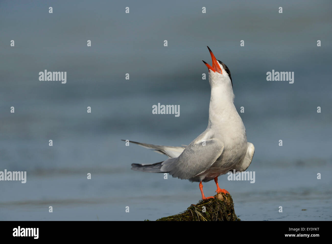 Gemeinsamen Seeschwalbe (Sterna Hirundo) Erwachsenen stehen auf schwimmenden Vegetation, Balz aufrufen, auf der Suche nach Skywards, Donaudelta, Rumänien, Stockfoto