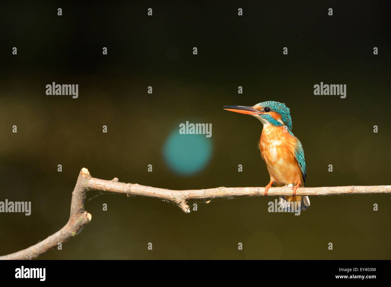 Gemeinsamen Eisvogel (Alcedo Atthis) Erwachsenen weiblichen thront auf Zweig, verschwommene Mann im Hintergrund, Donaudelta, Rumänien, Mai Stockfoto