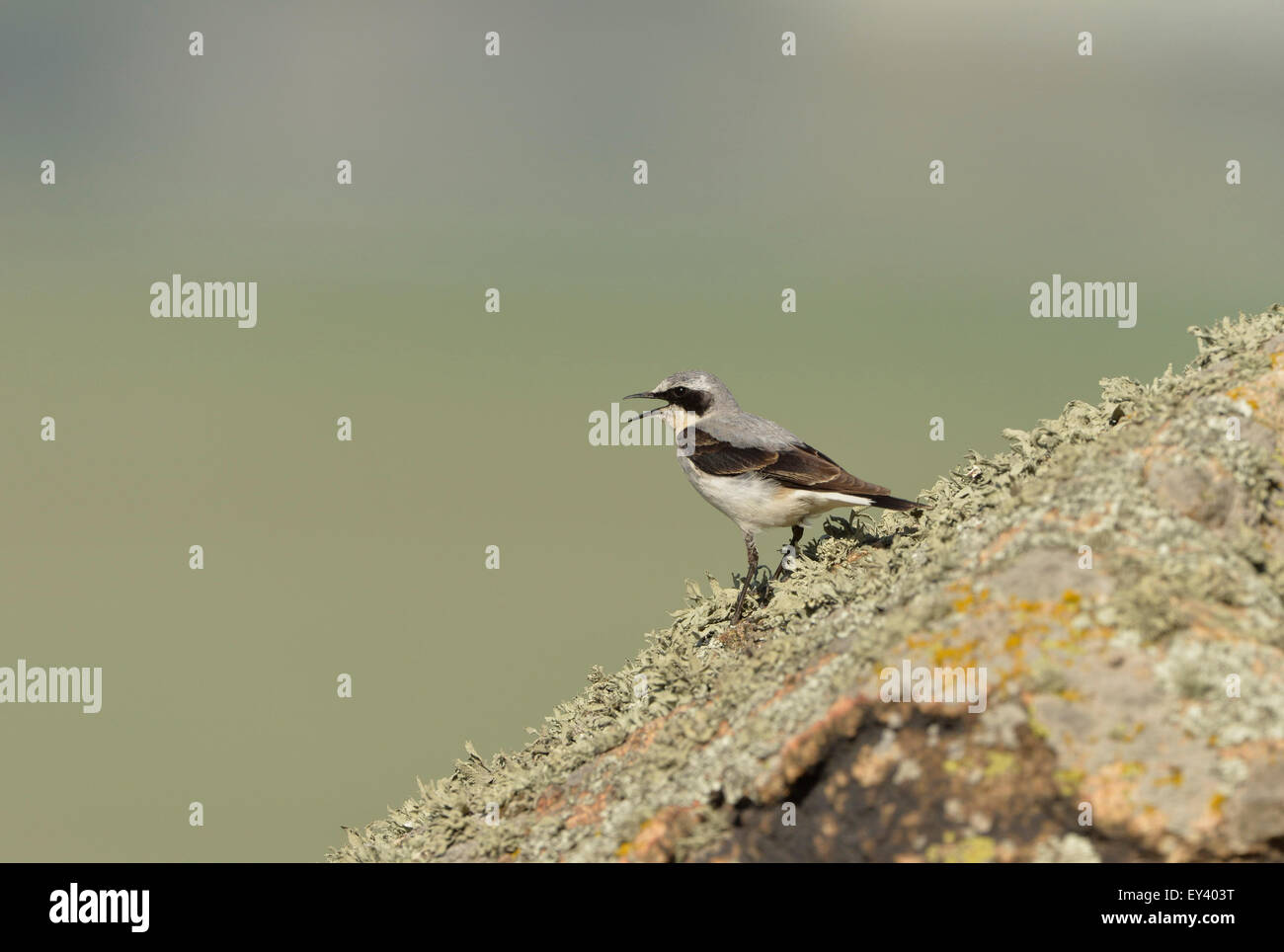 Nördlichen Steinschmätzer (Oenanthe Oenanthe) erwachsenen männlichen mit der Aufforderung, auf Flechten bedeckt Felsen gelegen, Rumänien, Mai Stockfoto