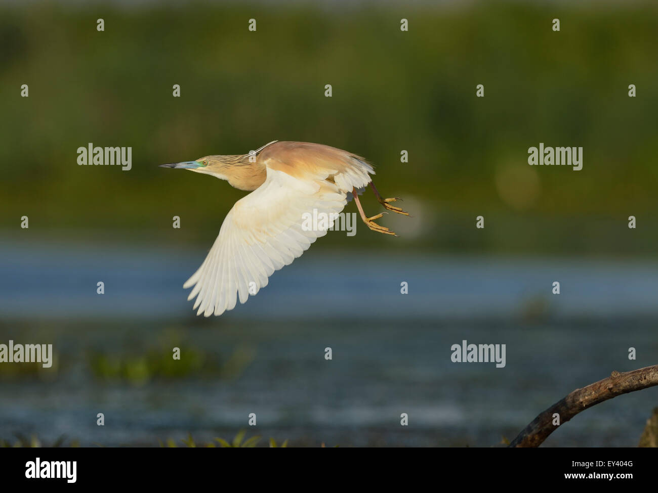 Squacco Heron (Ardeola Ralloides) Erwachsenen in der Zucht Gefieder im Flug, Donaudelta, Rumänien, Mai Stockfoto