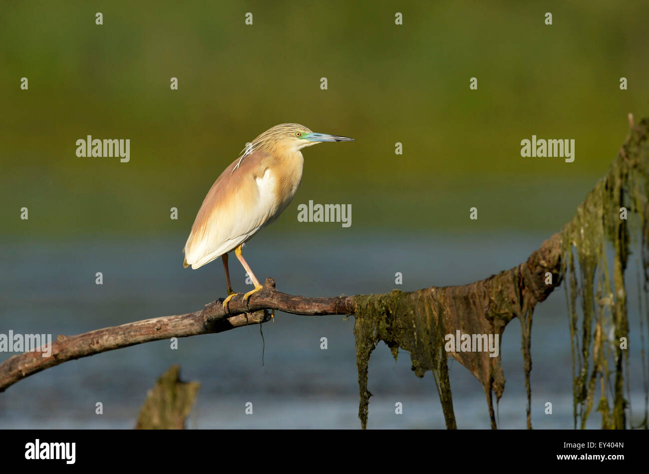 Squacco Heron (Ardeola Ralloides) Erwachsenen in der Zucht Gefieder, thront auf Zweig über Wasser, Donaudelta, Rumänien, Mai Stockfoto
