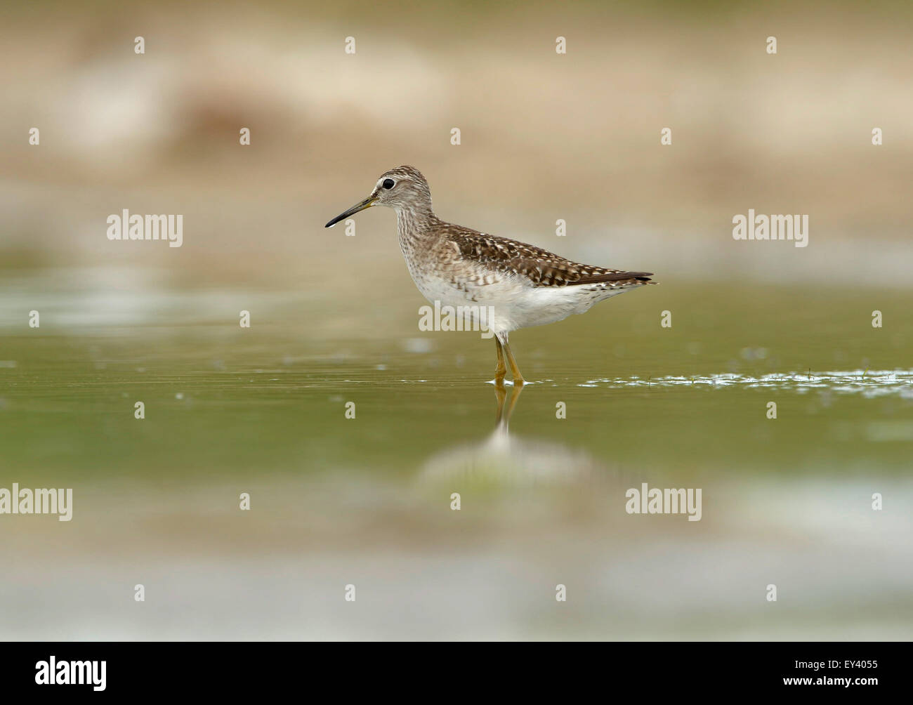 Bruchwasserläufer (Tringa Glareola) Erwachsenen waten im seichten Wasser, Schwarzmeerküste, Rumänien, Mai Stockfoto