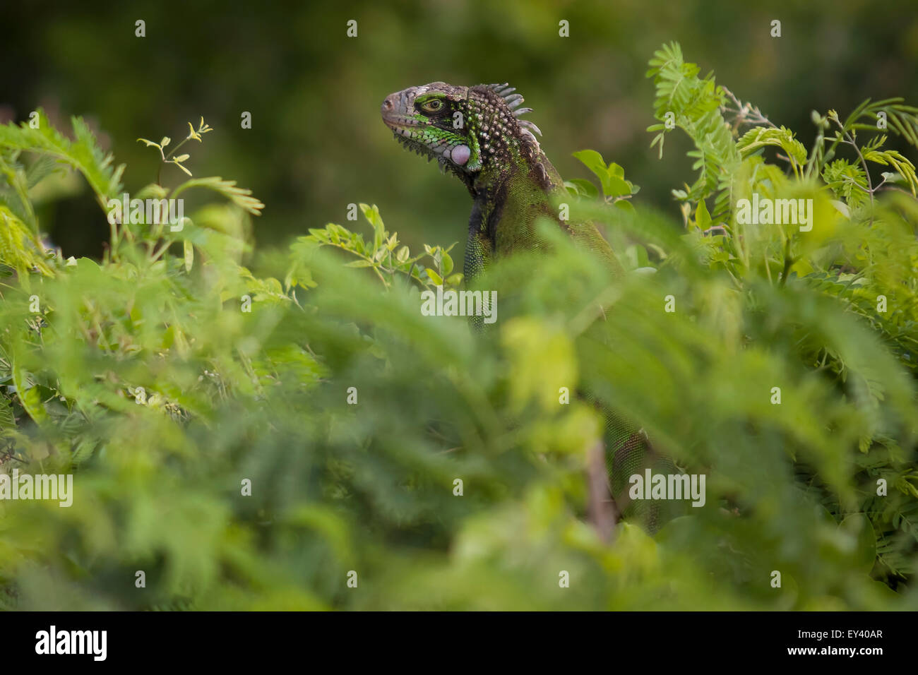 Grüner Leguan in üppiger Vegetation versteckt. Stockfoto