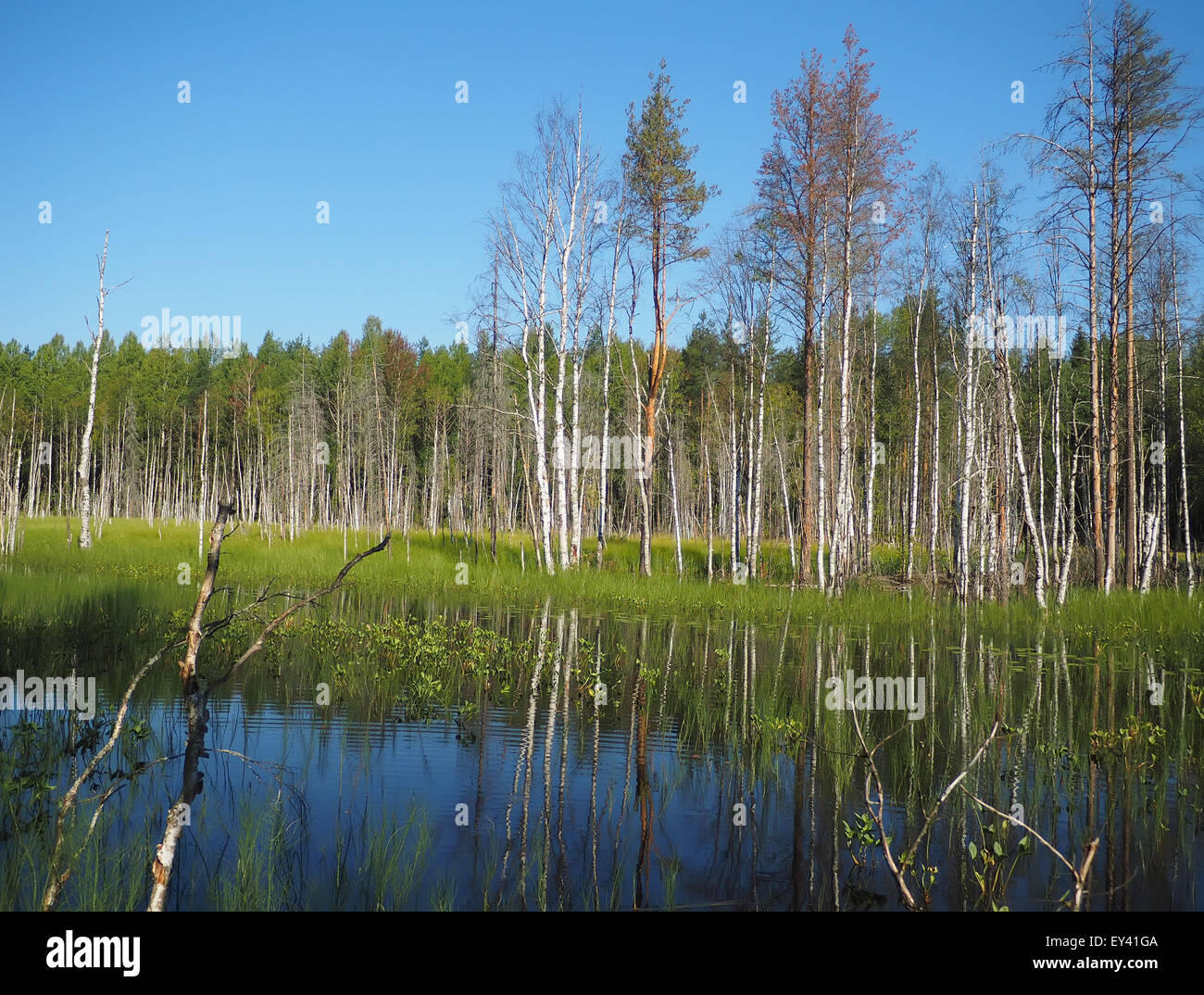 Waldsee. Karelien Stockfoto