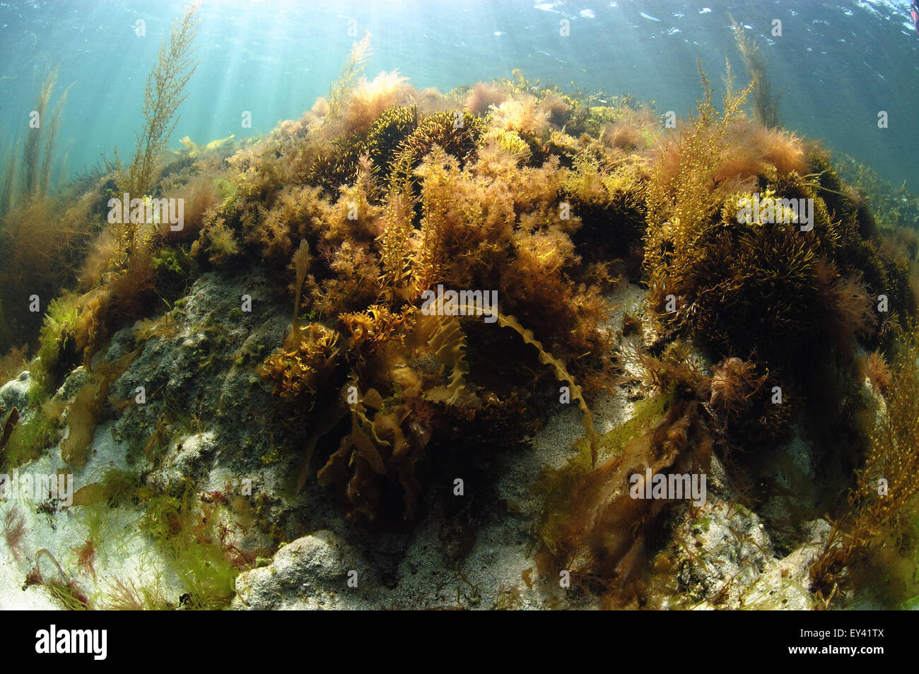 Unterwasser Riff im seichten Wasser Stockfoto