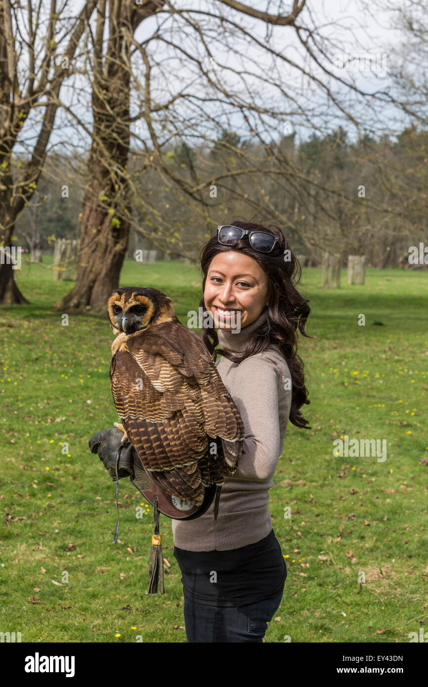 Asiatische braune Eule oder braun Holz Eule (Strix Leptogrammica), die Hawking-Zentrum, Doddington, Kent, UK Stockfoto