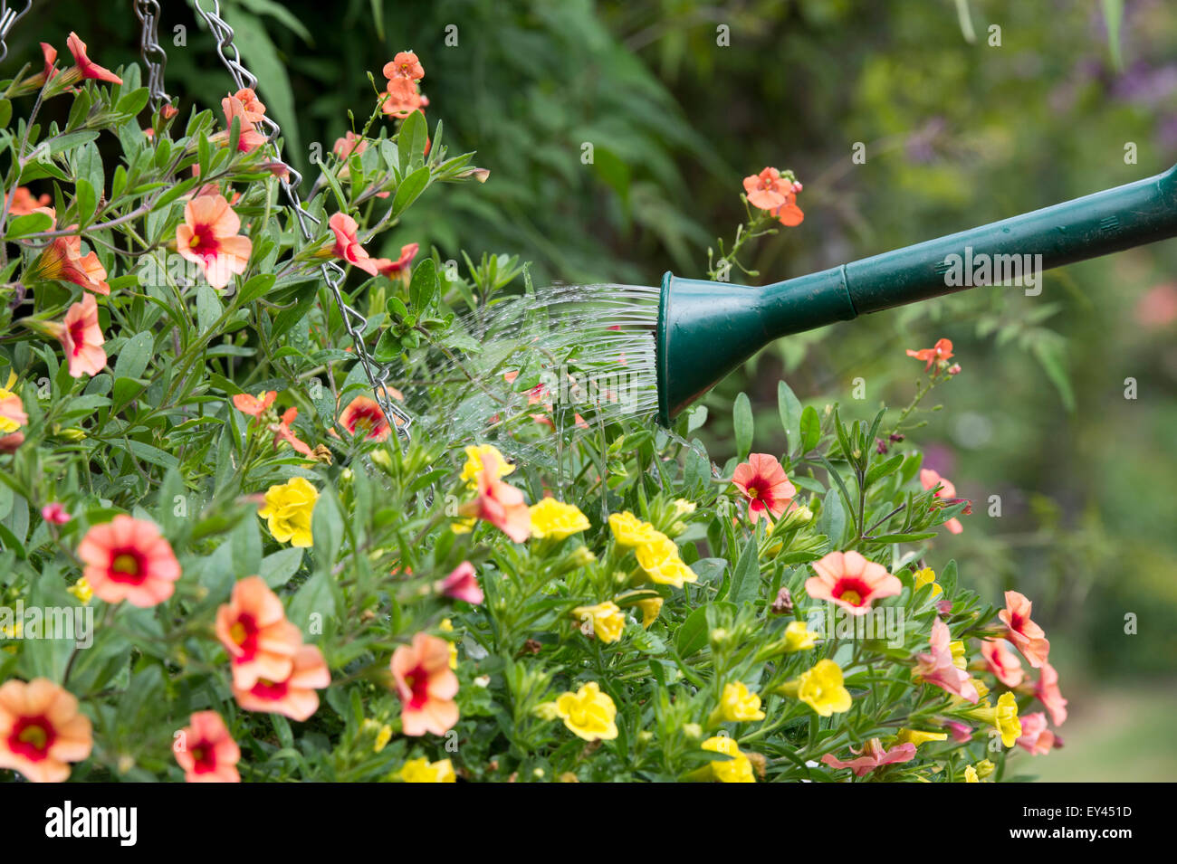 Calibrachoa Millionen Glocken Serie. Eine Blumenampel Petunien Blumen gießen Stockfoto