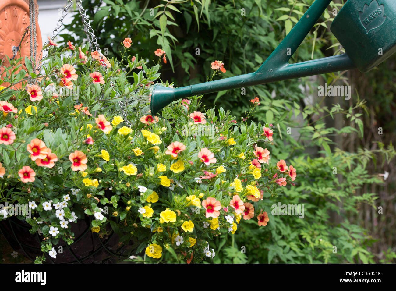 Calibrachoa Millionen Glocken Serie. Eine Blumenampel Petunien Blumen gießen Stockfoto