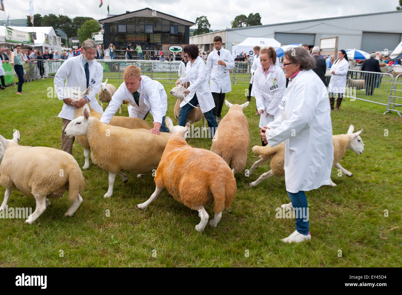Llanelwedd, Powys, UK. 21. Juli 2015. Bewertung findet statt in den Schaf-Ring am zweiten Tag der Show. Die Royal Welsh Show wird als der größte & renommiertesten Veranstaltung ihrer Art in Europa gefeiert. Mehr als 200.000 Besucher erwartet diese Woche über die viertägige Show Zeitraum - 2014 sahen 237.694 Besucher, 1.033 Alpakas & ein Datensatz 7.959 Vieh Aussteller. Die erste show jemals war bei Aberystwyth in 1904 und zog 442 Vieh Einträge. Bildnachweis: Graham M. Lawrence/Alamy Live-Nachrichten. Stockfoto