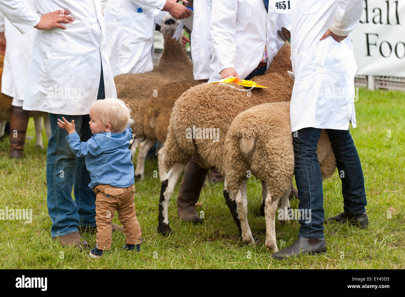 Llanelwedd, Powys, UK. 21. Juli 2015. Bewertung findet statt in den Schaf-Ring am zweiten Tag der Show. Die Royal Welsh Show wird als der größte & renommiertesten Veranstaltung ihrer Art in Europa gefeiert. Mehr als 200.000 Besucher erwartet diese Woche über die viertägige Show Zeitraum - 2014 sahen 237.694 Besucher, 1.033 Alpakas & ein Datensatz 7.959 Vieh Aussteller. Die erste show jemals war bei Aberystwyth in 1904 und zog 442 Vieh Einträge. Bildnachweis: Graham M. Lawrence/Alamy Live-Nachrichten. Stockfoto