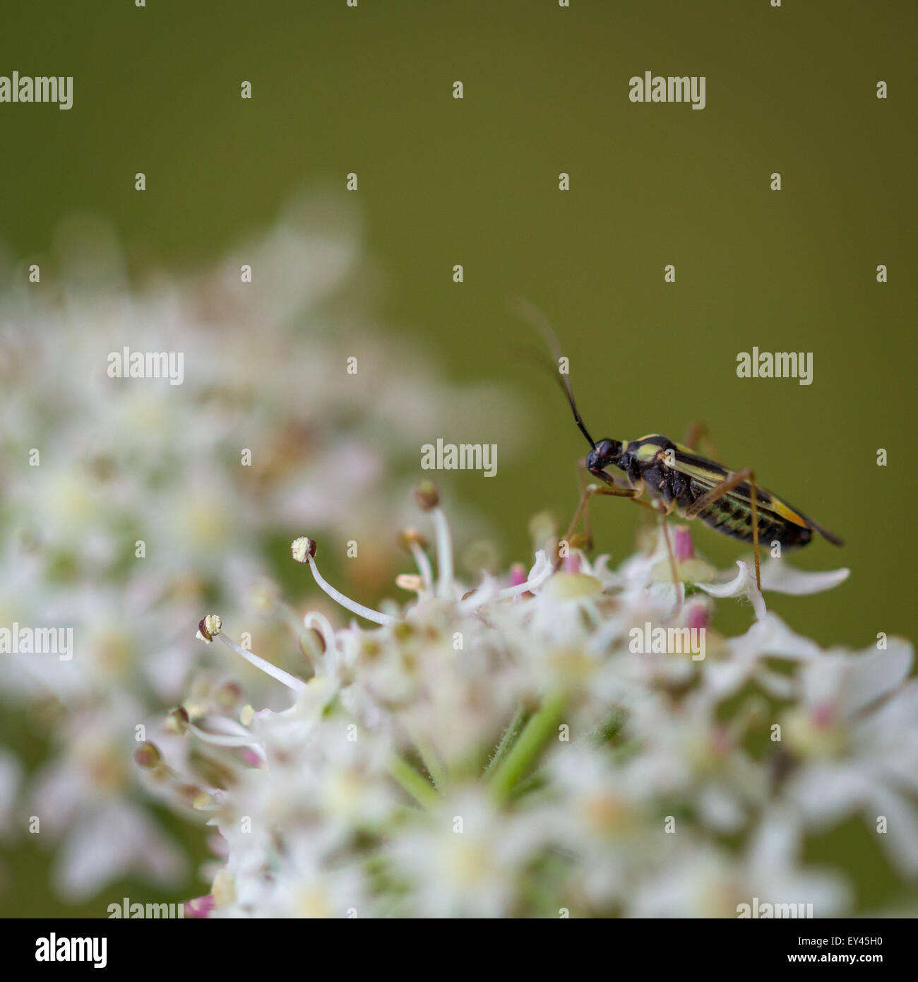 Grypocoris (Lophyromiris) Stysi Trinken Nektar aus Bärenklau, Yorkshire, Großbritannien Stockfoto