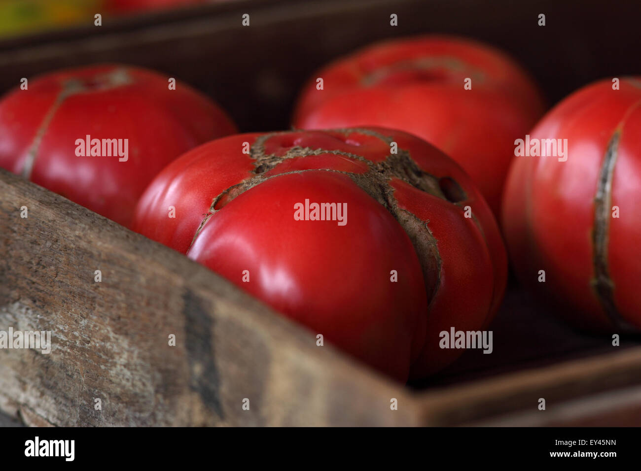 Urtomaten Stockfoto