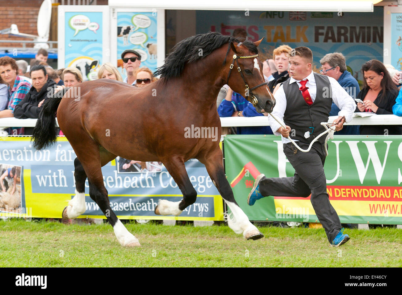 Llanelwedd, Powys, UK. 21. Juli 2015. Dannaway Nudeln nimmt den ersten Preis in der drei-Jahr-alten Colt Welsh Cobs-Veranstaltung im Main Ring. Die Royal Welsh Show wird als der größte & renommiertesten Veranstaltung ihrer Art in Europa gefeiert. Mehr als 200.000 Besucher erwartet diese Woche über die viertägige Show Zeitraum - 2014 sahen 237.694 Besucher, 1.033 Alpakas & ein Datensatz 7.959 Vieh Aussteller. Die erste show jemals war bei Aberystwyth in 1904 und zog 442 Vieh Einträge. Bildnachweis: Graham M. Lawrence/Alamy Live-Nachrichten. Stockfoto