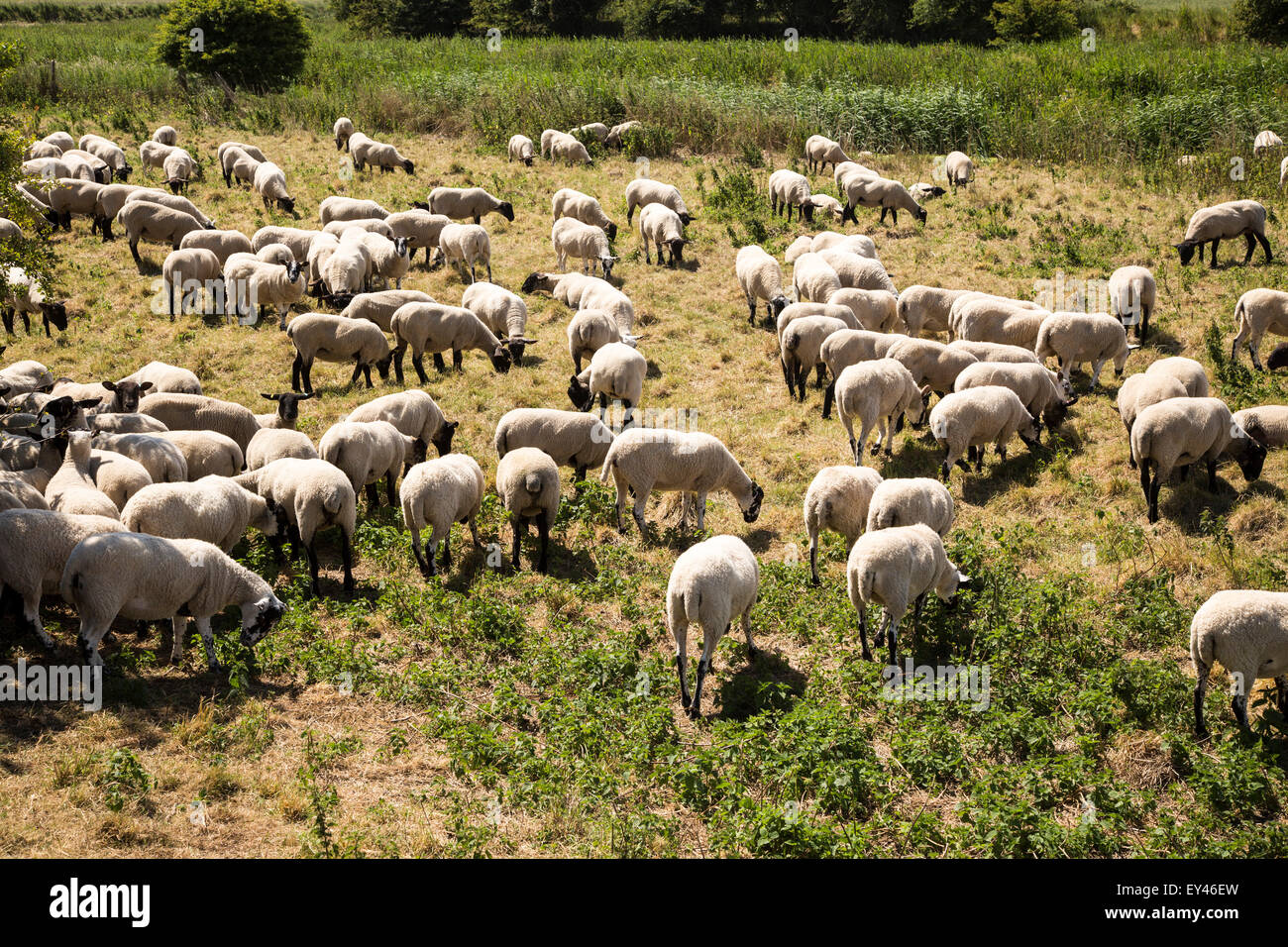 Schafe weiden auf Oxley Marshes, Hollesley, Suffolk, England, UK Stockfoto