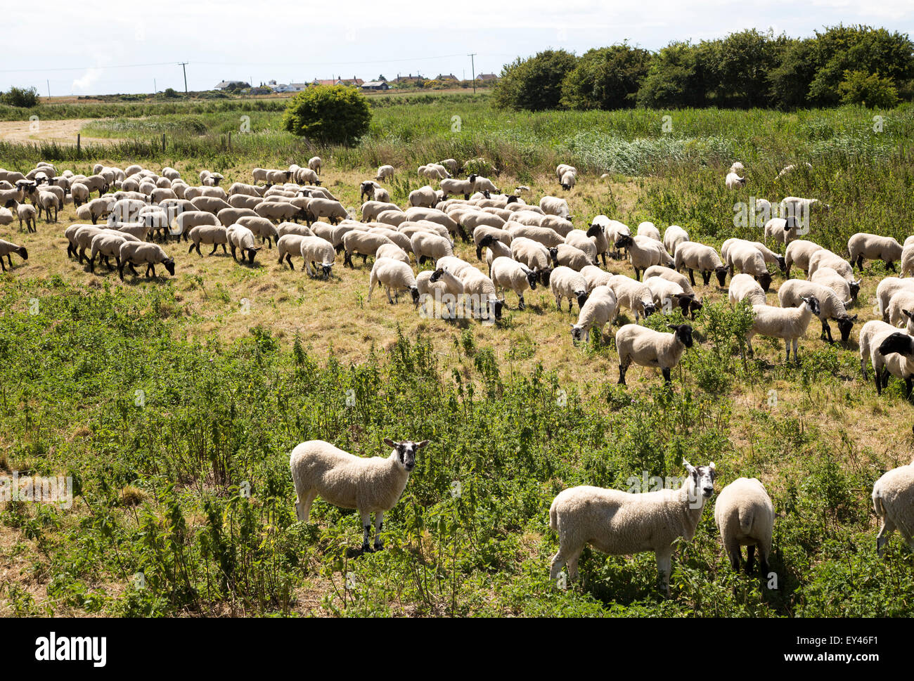 Schafe weiden auf Oxley Marshes, Hollesley, Suffolk, England, UK Stockfoto