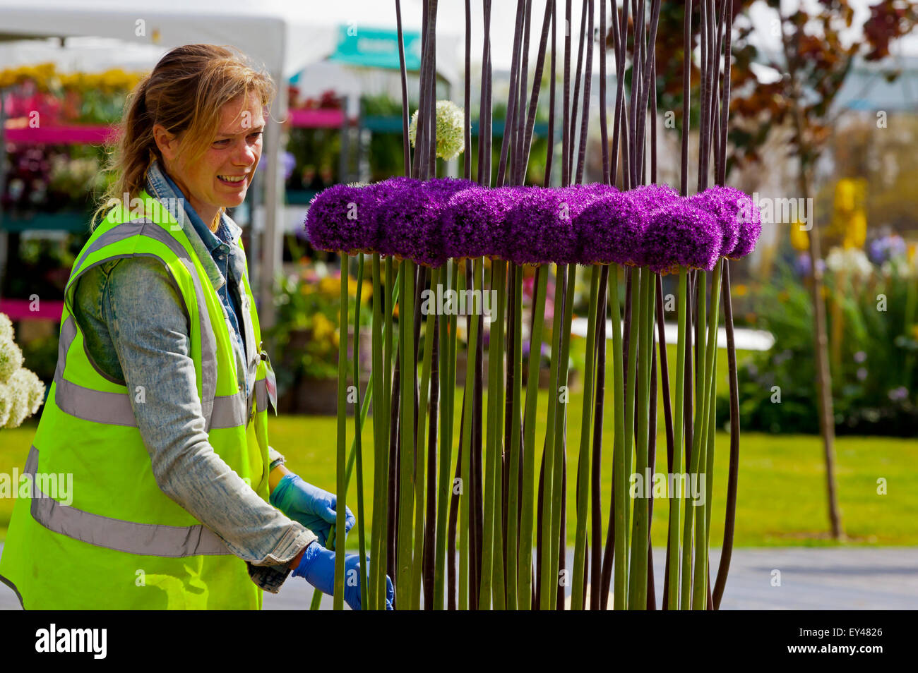 Tatton Park, Cheshire, UK. 21. Juli 2015. Die RHS Flower Show an Tatton Park öffnet. Aussteller setzen finishing berührt Garden Show Stockfoto