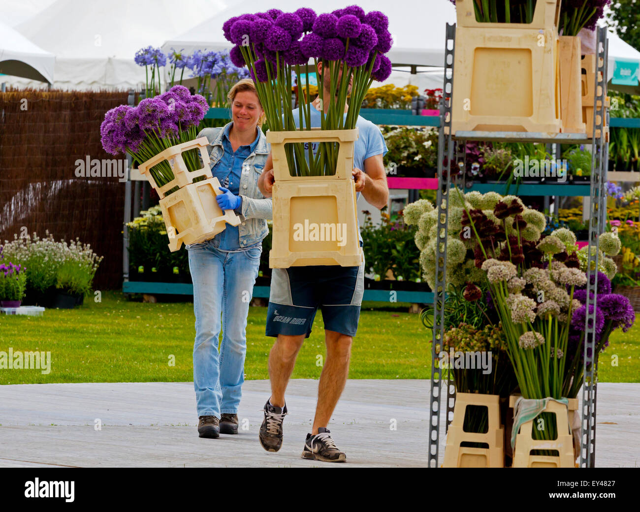 Tatton Park, Cheshire, UK. 21. Juli 2015. Die RHS Flower Show an Tatton Park öffnet. Aussteller Schliff letzten Garten vor der Show öffnet Stockfoto