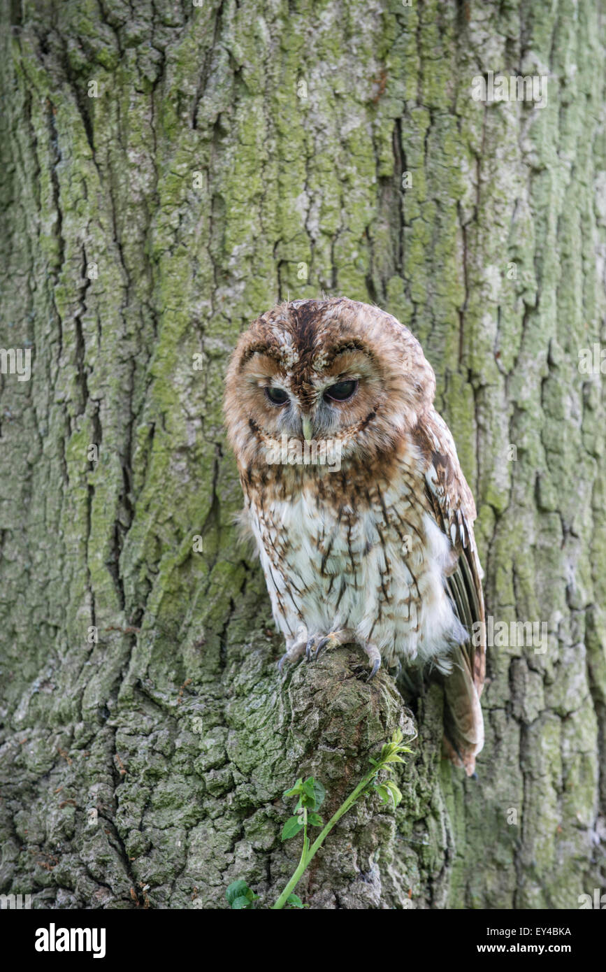 Waldkauz: Strix Aluco. Gefangener Vogel. Stockfoto