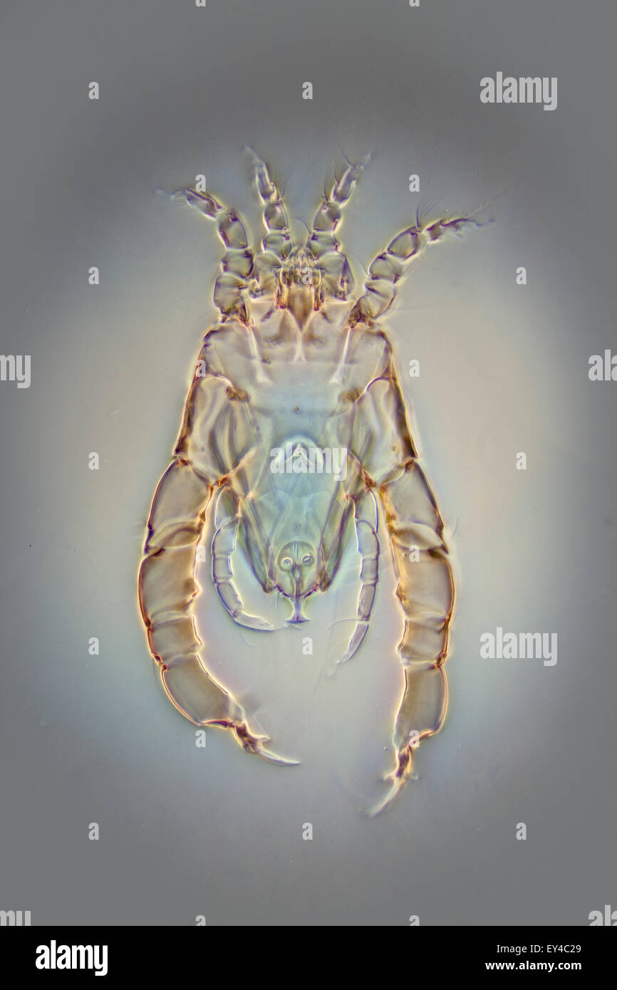 Phase Kontrast Mikrophotographie von einer Feder Mite, Acari sp. Stockfoto