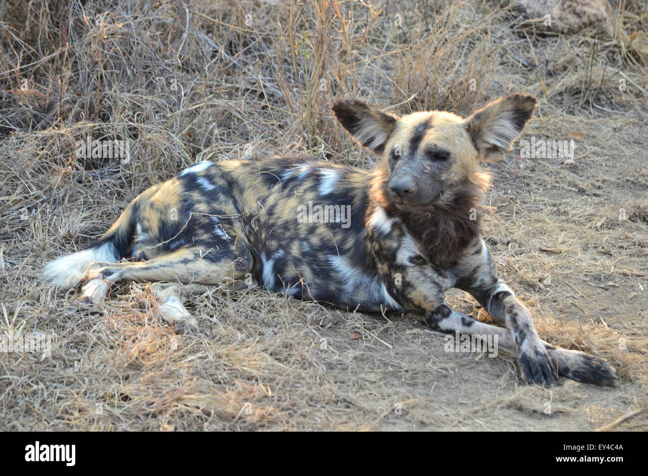 Wilder Hund auf einer Safari in Afrika liegen sehr entspannt in der Nachmittagssonne. Stockfoto