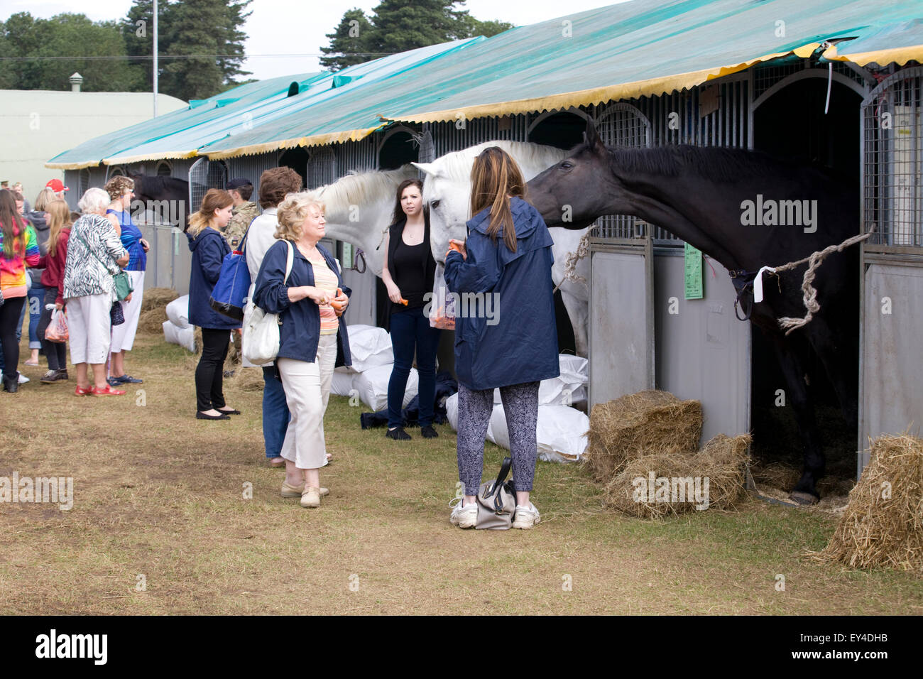 Die General Public treffen die Pferde aus dem Haushalt Kalvarienberg Stockfoto