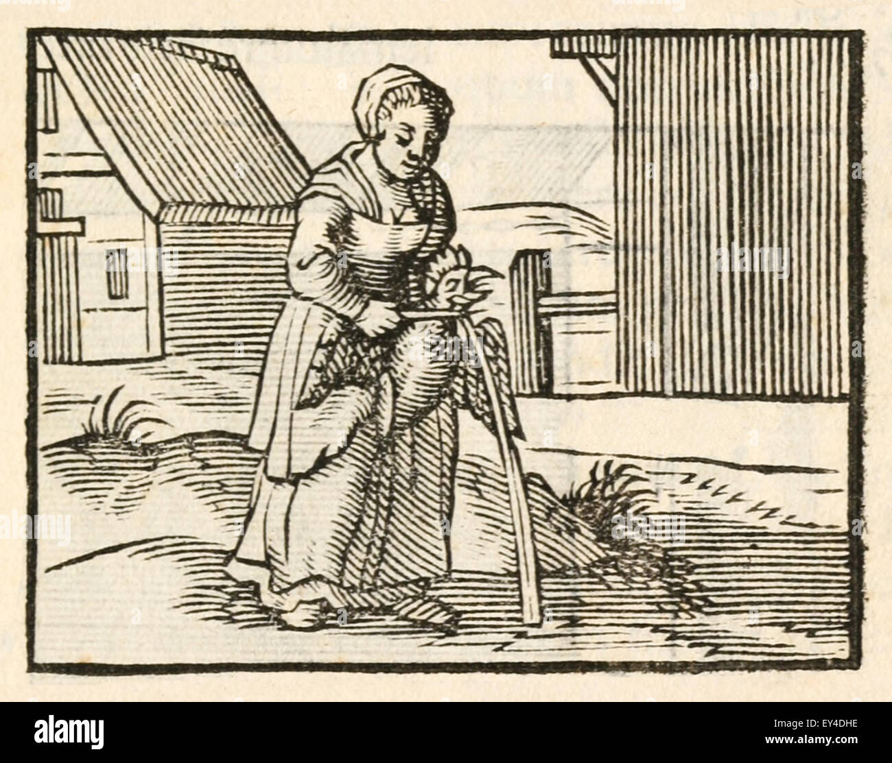 "Die Gans gelegt, die den goldenen Eiern" Fabel von Aesop (ca. 600). 17. Jahrhundert Holzschnitt Drucken zur Veranschaulichung Aesop Fabeln. Siehe Beschreibung für mehr Informationen. Stockfoto