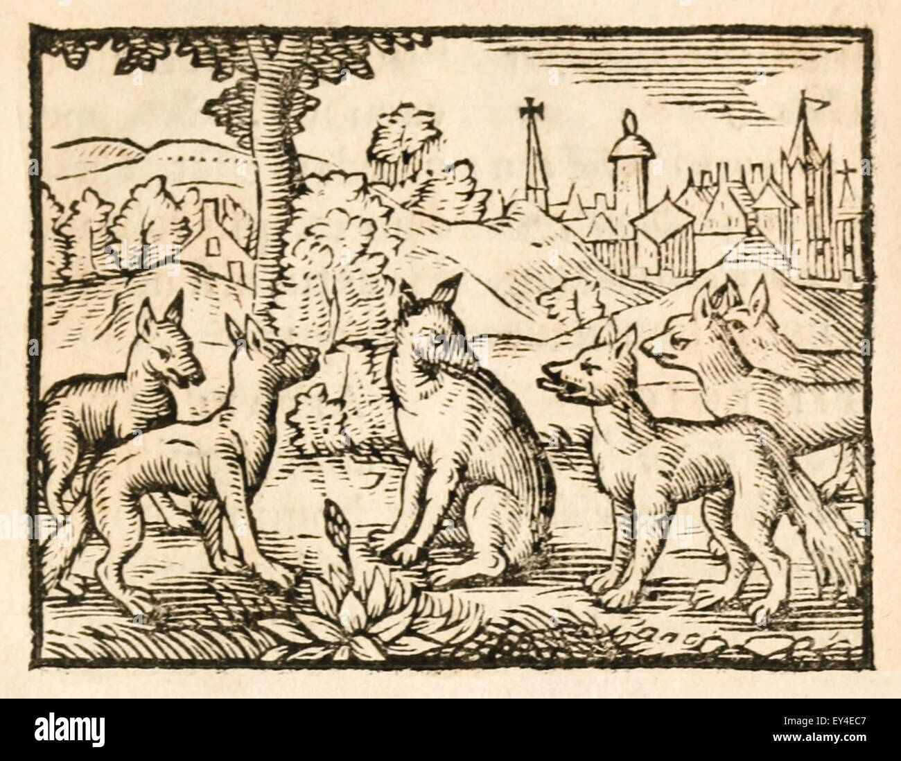 "Die Füchse und ihren Schwänzen" Fabel von Aesop (ca. 600). Ein Fuchs hat seinen Schweif abgeschnitten und versucht, andere Füchse ihrigen abgeschnitten, um ihre Schande zu verbergen. 17. Jahrhundert Holzschnitt Drucken zur Veranschaulichung Aesop Fabeln. Siehe Beschreibung für mehr Informationen. Stockfoto