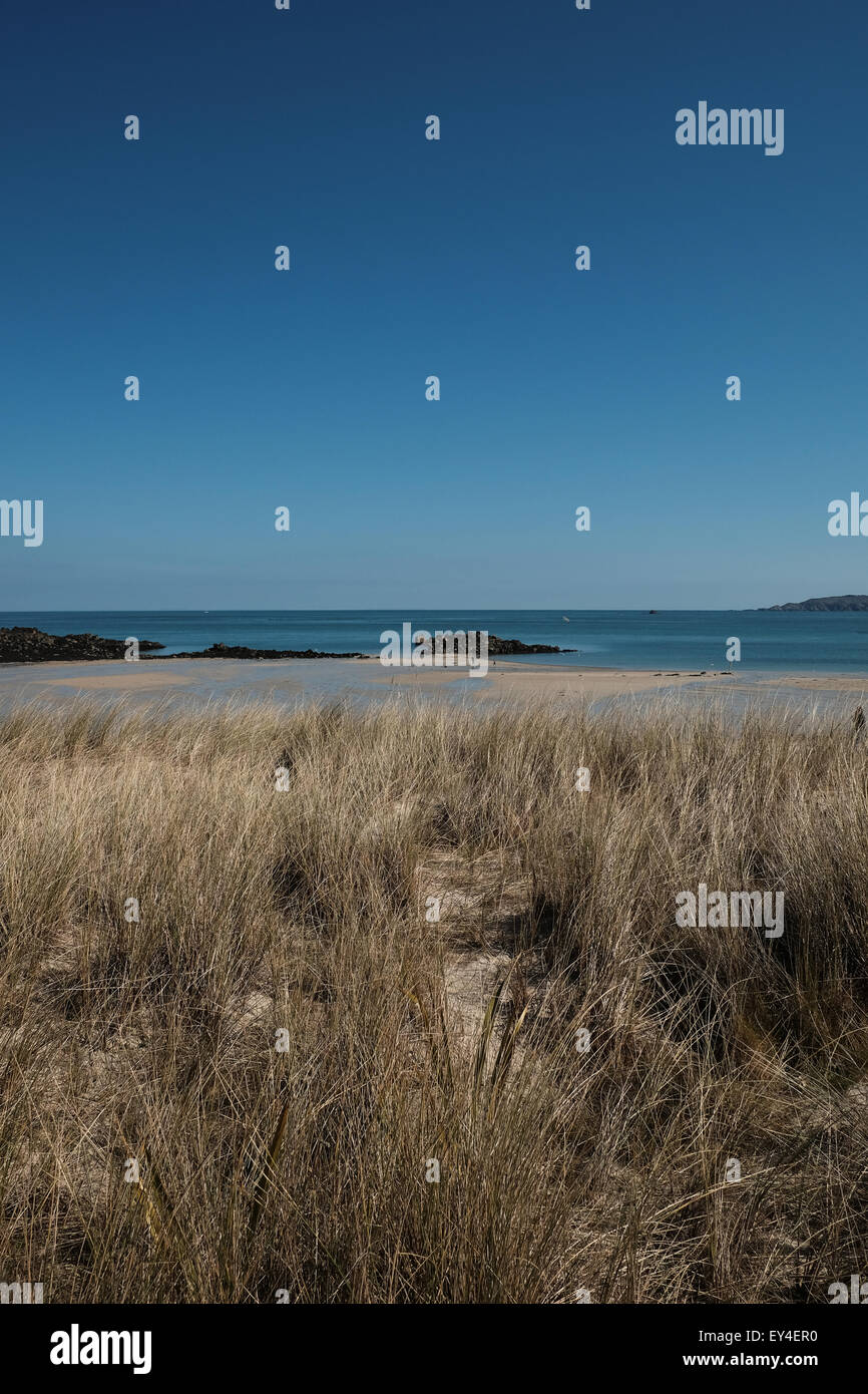 Dünengebieten Grass in Sanddünen am Herm Insel Guernsey Stockfoto