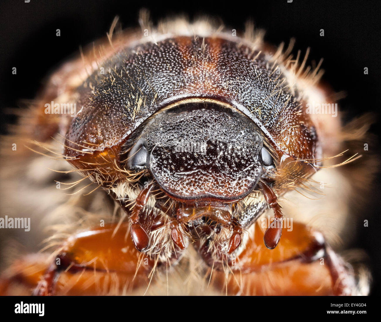 Hohen Makro Bild zeigt Kopf Amphimallon Solstitiale oder Sommer Chafer oder europäischen Juni Käfer, Stockfoto