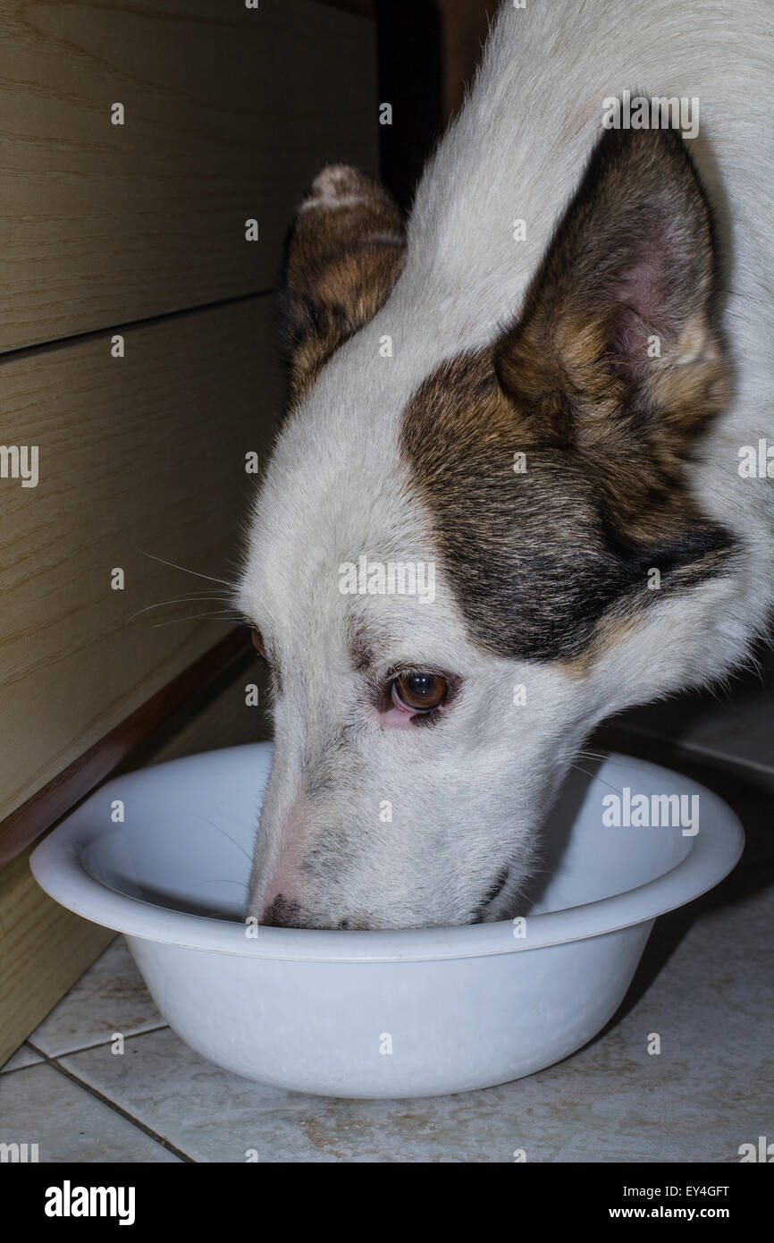 Hund Essen im Haus. Stockfoto