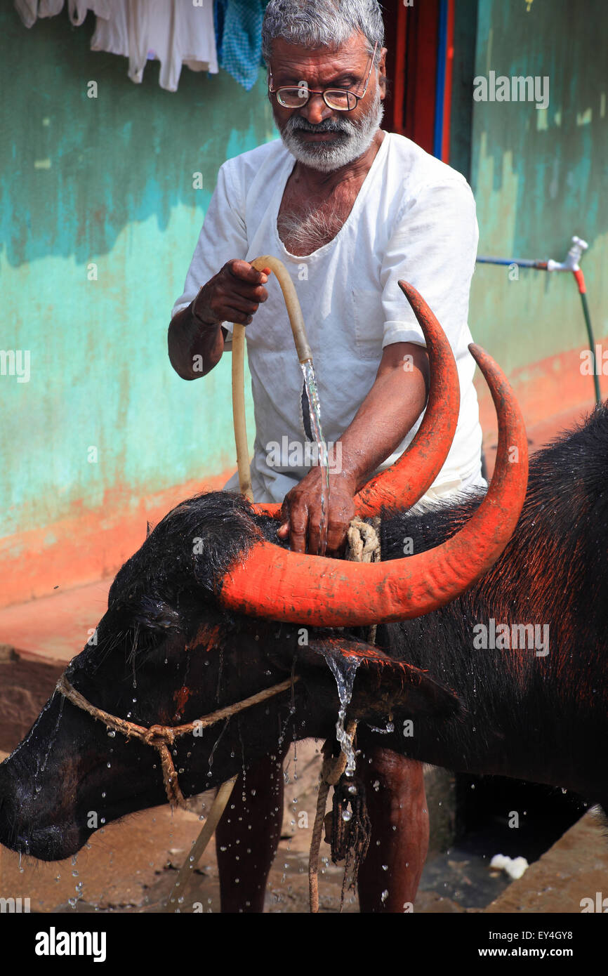 Belgaum, Karnataka, Indien. 28. November 2012. 28 Nov.2012 - Belgaum, Karnataka, Indien. Ein Mensch verwendet Leitungswasser sein Vieh im Slum-Viertel in Belgaum zu waschen, wo Veolia ein Pilotprojekt läuft, Leitungswasser, rund um die Uhr um die Häuser in den Slums zu liefern. Veolia hat große Pläne für Trinkwasserleitungen rund um die Uhr sauber & Gewinde in ganz Indien vor allem in den Slums & preiswerten Wohnungen Kolonien angekreidet. Großen multinationalen Unternehmen zielen zunehmend die Unterseite der Pyramide eingesetzt, die Armen in den Entwicklungsländern wie Indien, um zukünftiges Wachstum zu fahren & Gewinne. Der riesige Markt durch s Stockfoto