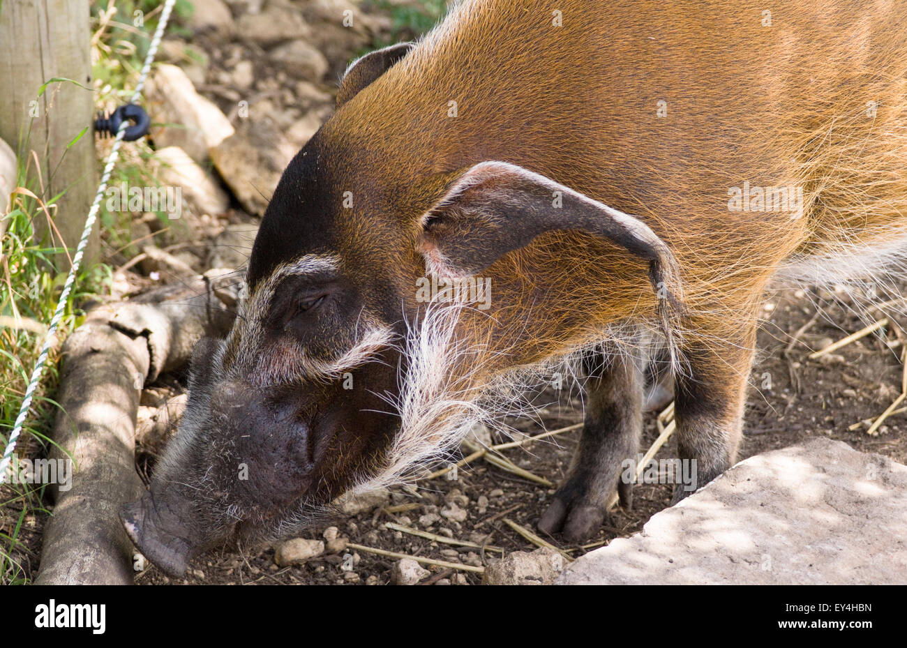 Die wilden Ort Projekt Bristol Zoo Red River Hog Stockfoto