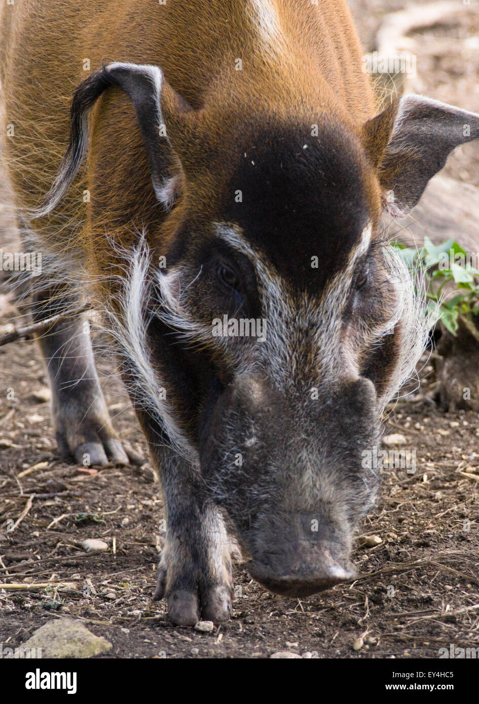 Die wilden Ort Projekt Bristol Zoo Red River Hog Stockfoto