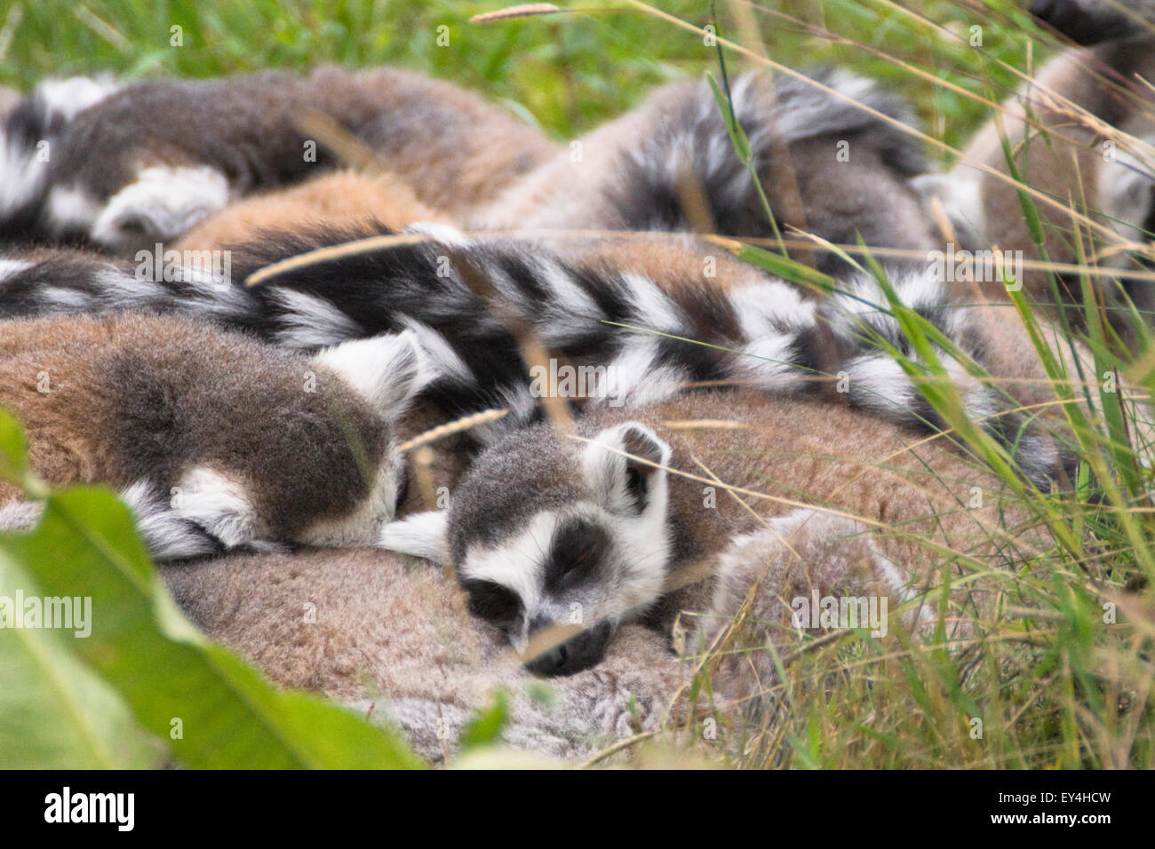 Die wilden Ort Projekt Bristol Zoo schlafen Ring tailed Lemuren Stockfoto