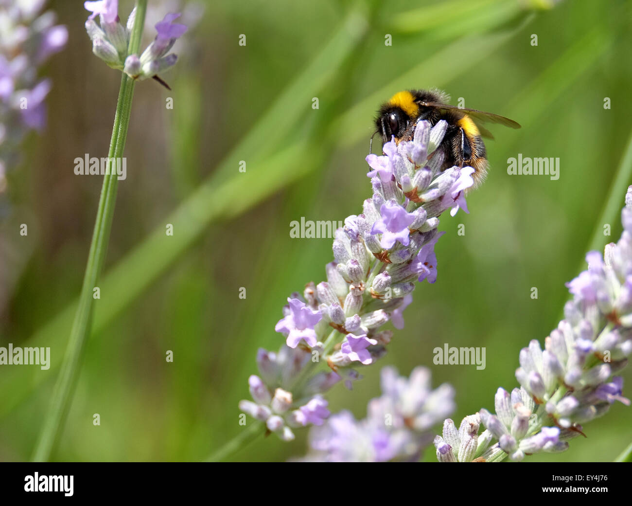 Ein Bumble Bee sammeln Pollen aus einer Lavendel Blume im Vereinigten Königreich Stockfoto