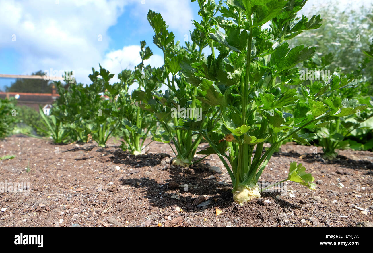 Knollensellerie Monarch "Auch Graveolens Rapaceum" Gemüseanbau in einem Garten in England Stockfoto