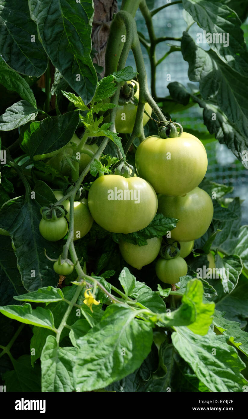 Tomaten Ferline F1 wächst an den Rebstöcken in einem Garten in England Stockfoto