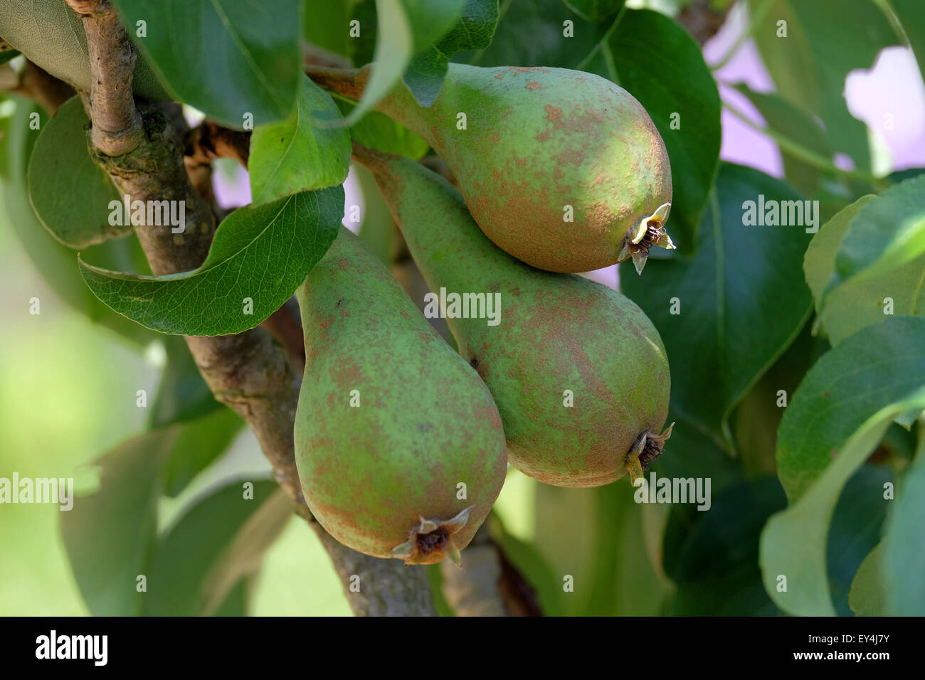 Doyenne Du Comice Birnen wachsen am Baum im Vereinigten Königreich Stockfoto