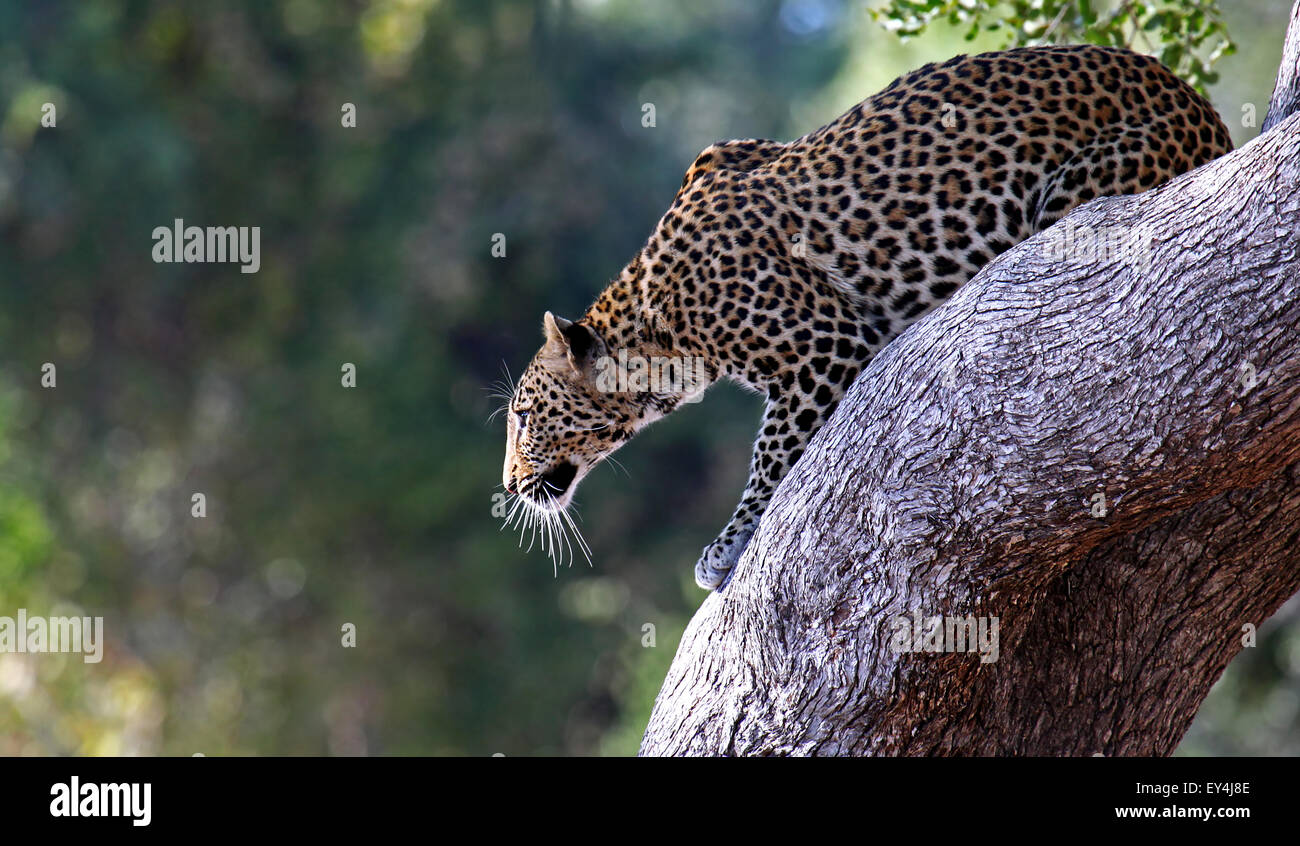 Leopard auf einem Baum, South Luangwa Nationalpark, Sambia, Panthera pardus Stockfoto