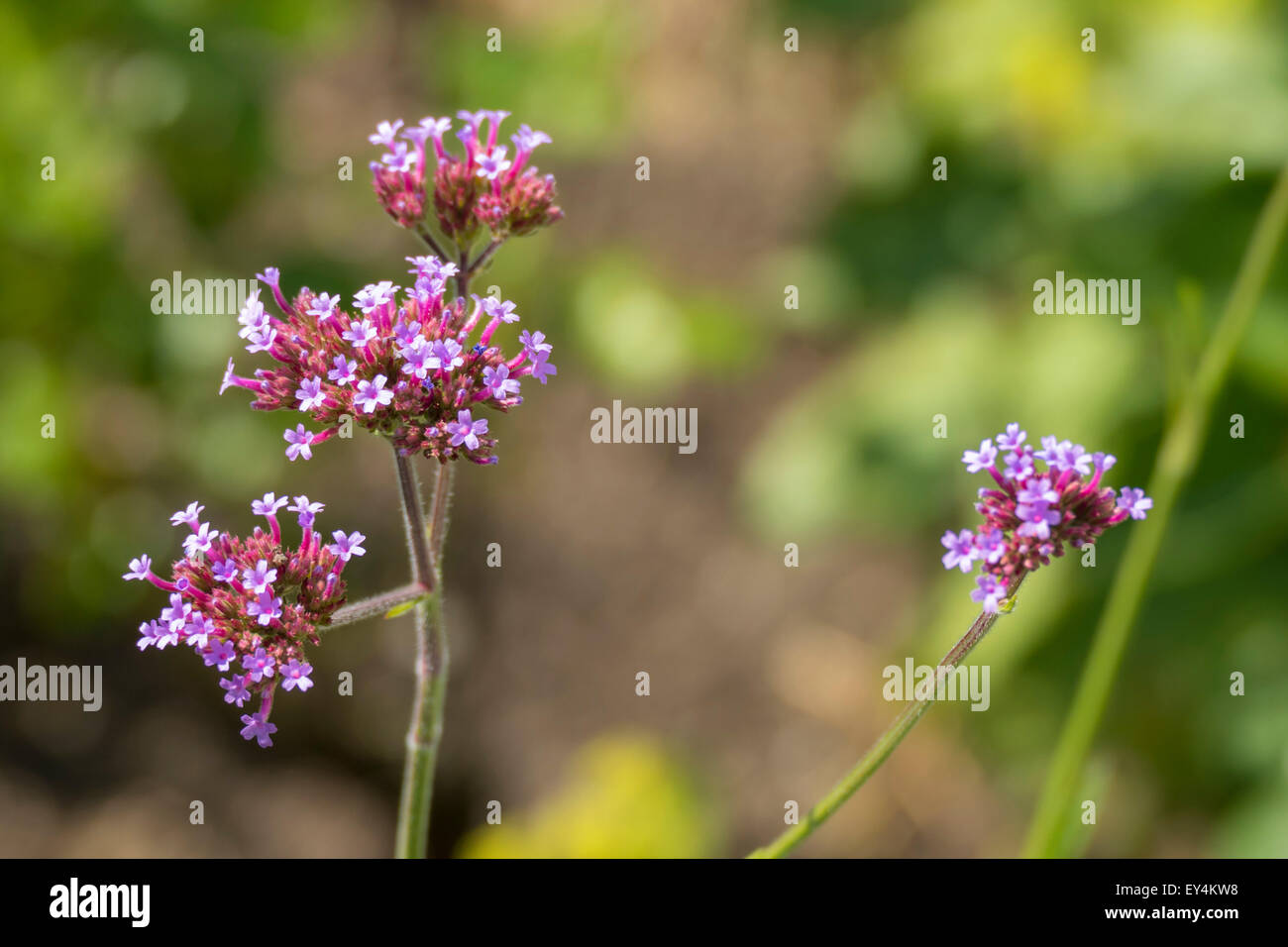 Purpletop Eisenkraut, hohes Eisenkraut oder Clustertop Eisenkraut (Verbena Bonariensis) Stockfoto Purpletop Eisenkraut, hohes Eisenkraut oder Clustertop Eisenkraut (Verbena Bonariensis) Stockfoto