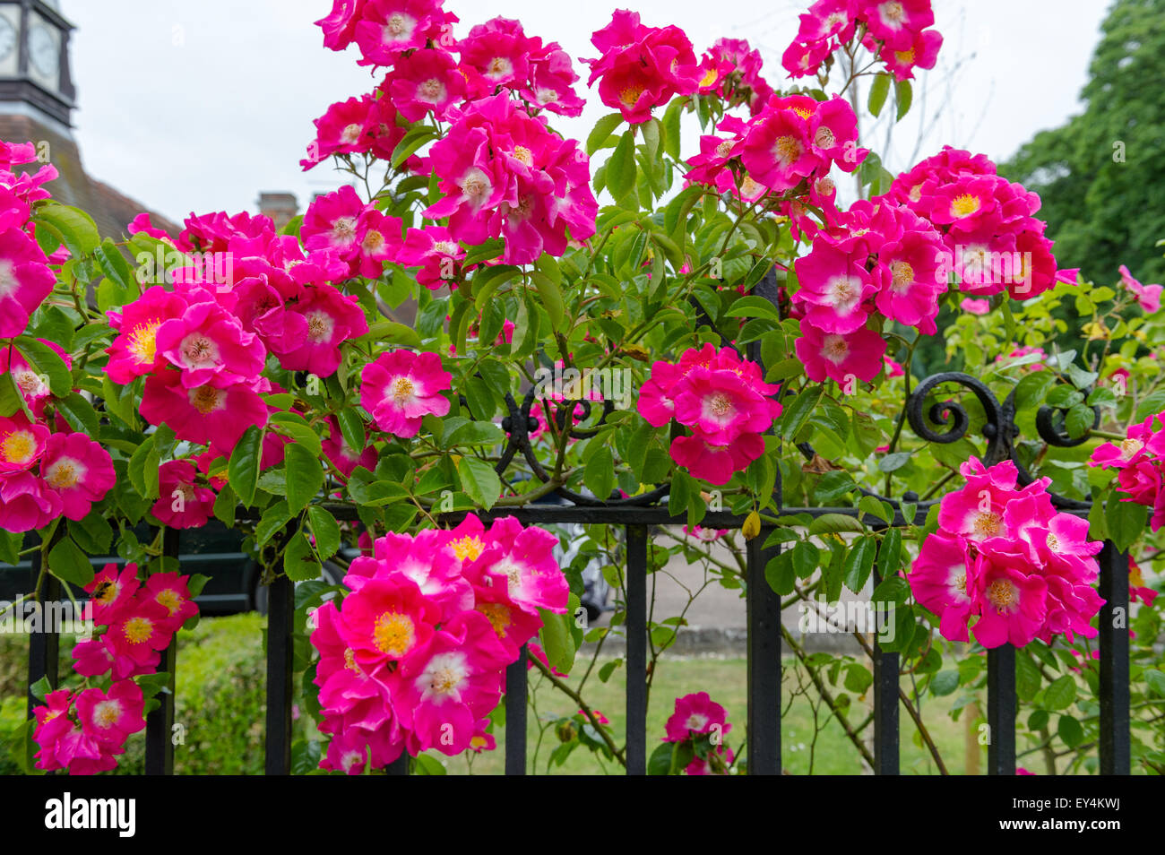 Rote Hund Rosen in voller Blüte gegen einen schwarzen schmiedeeisernen Zaun. Stockfoto