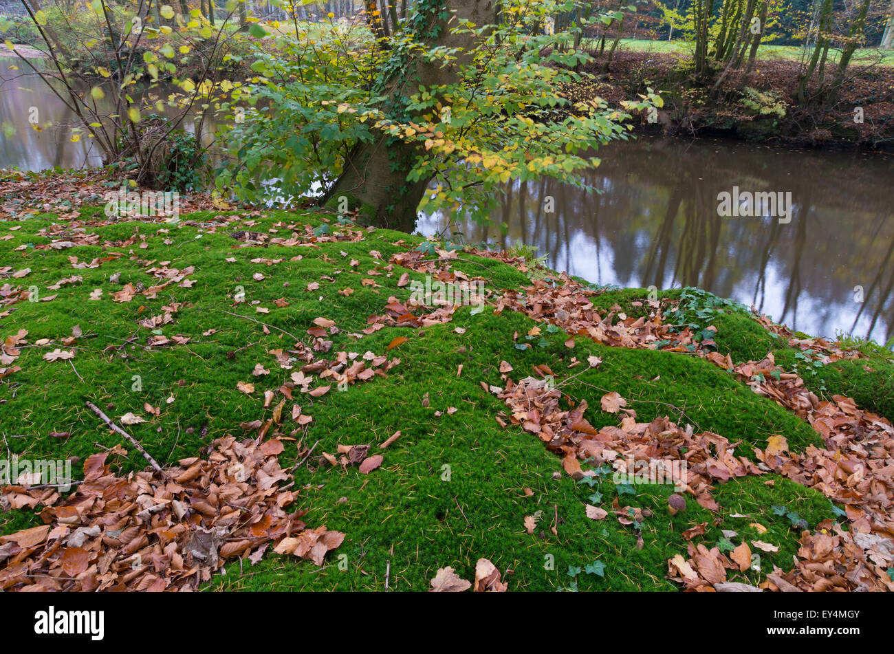 Moos auf einem Waldboden mit einem Fluss im Hintergrund Stockfoto