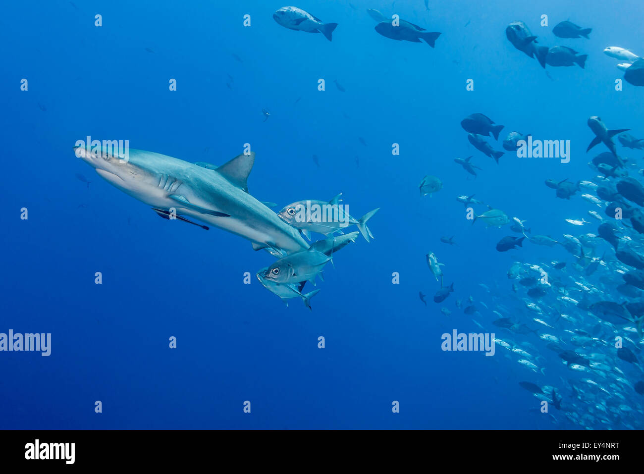 Grey Reefshark (Carcharhinus Amblyrhynchos) und Schule von Makrelen Stockfoto