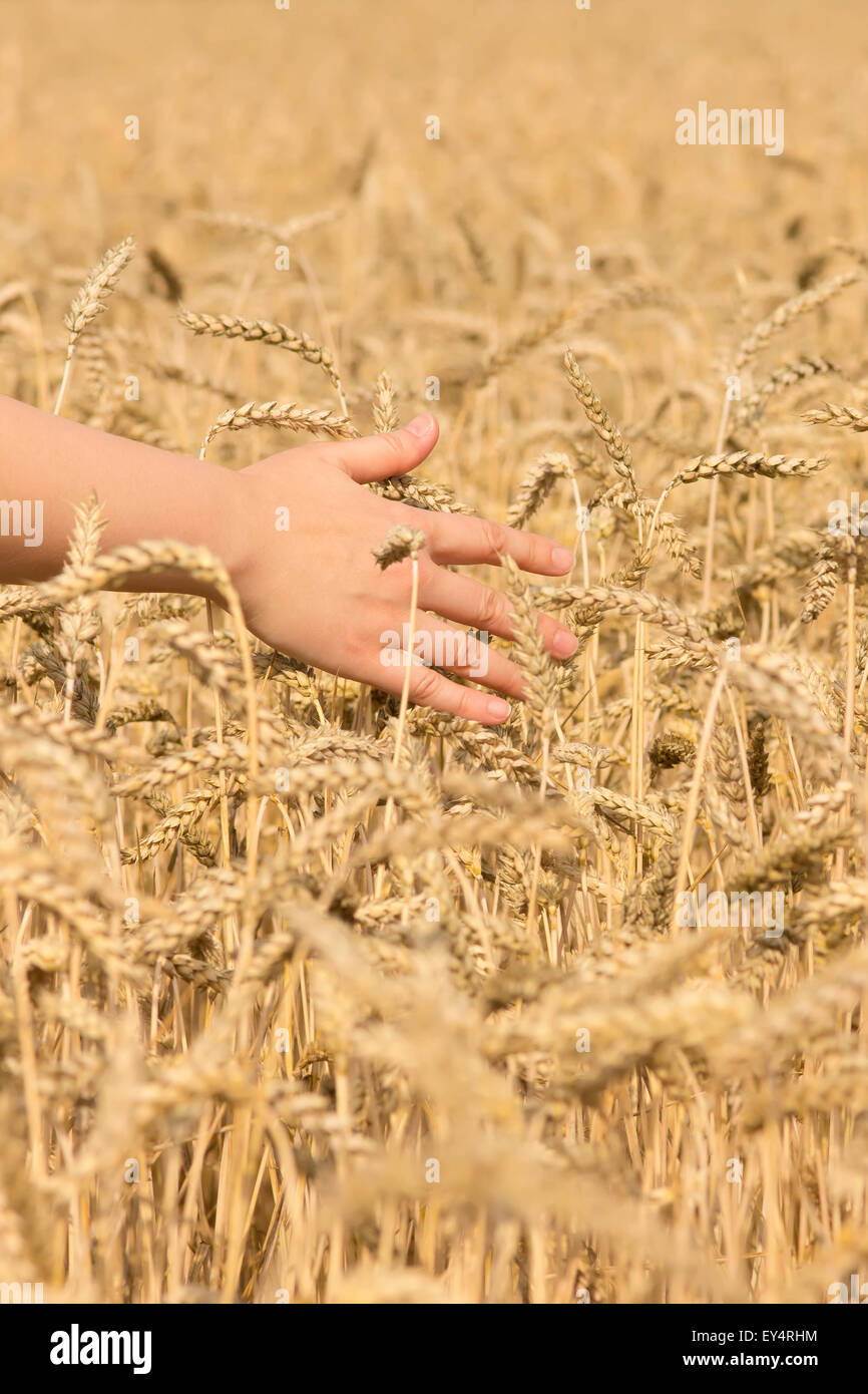 Weibliche Hand berühren reif Mais. Konzept der nachhaltigen Lebensstil und saubere Umwelt. Stockfoto