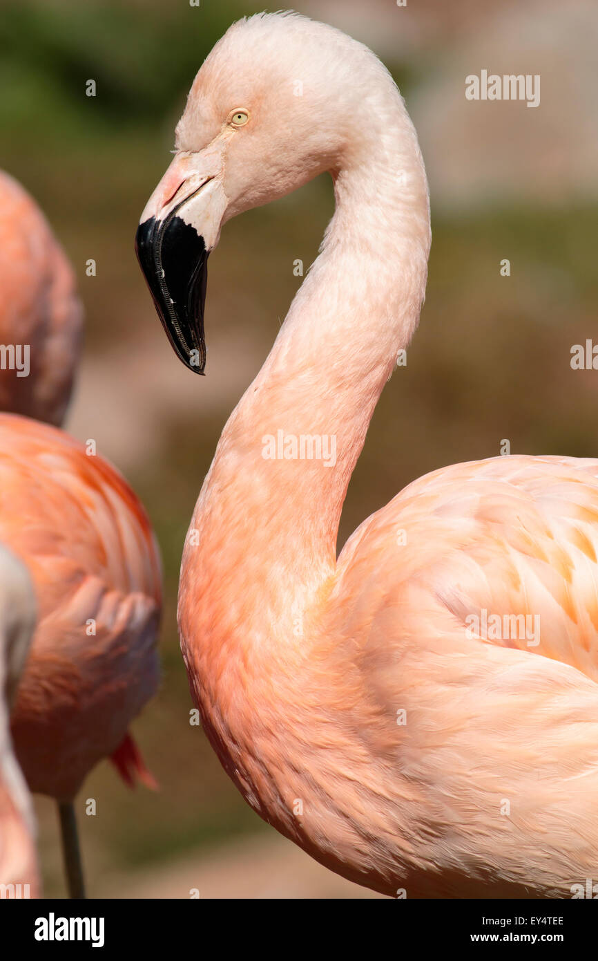 Schöne rosa Karibik Flamingo (Phoenicopterus Ruber Ruber) Stockfoto