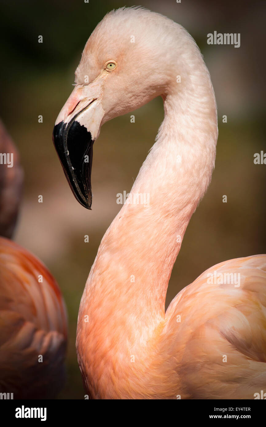 Schöne rosa Karibik Flamingo (Phoenicopterus Ruber Ruber) Stockfoto