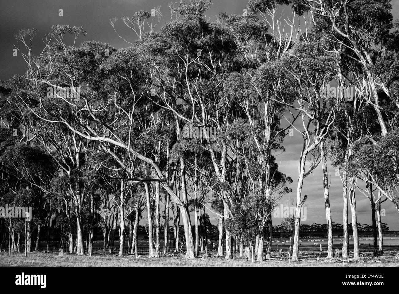 Eukalyptus-Bäume am Straßenrand in der Nähe von Lismore, Victoria, Australien Stockfoto