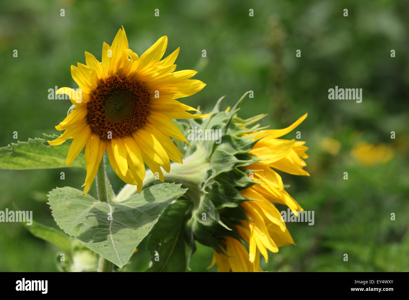 52+ Sonnenblumen Garten, Sonnenblumen gehören zu den beliebtesten