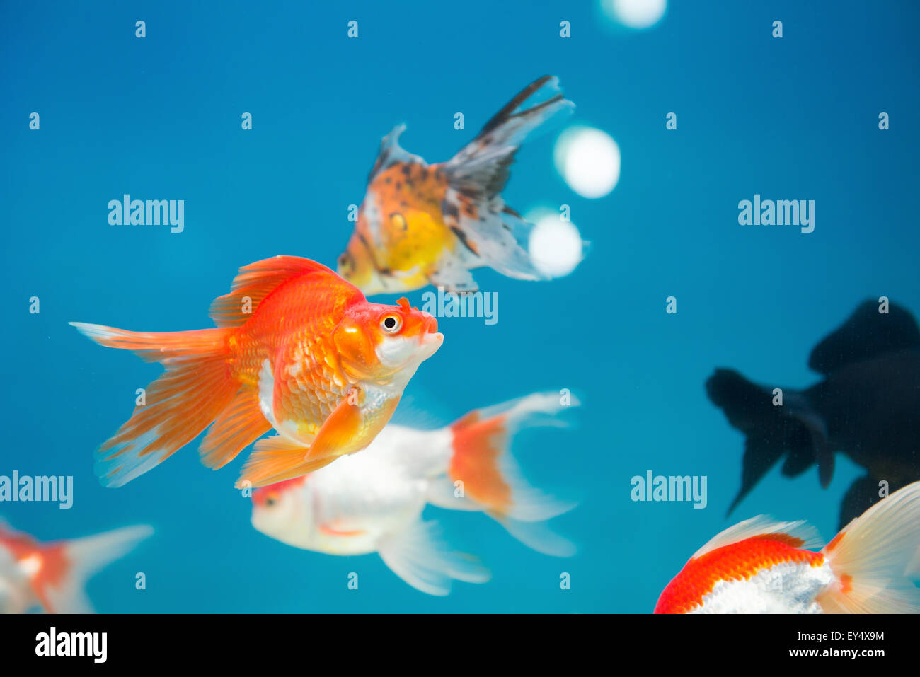 Goldfische im Aquarium schwimmen Stockfoto